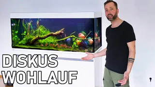 Diskusfische werden Umgesetzt!