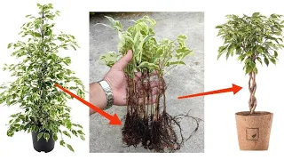 How to grow Ficus Benjamina from cutting from in sand branch very easy / قلمه زدن بنجامین