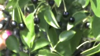 🌳🍒  Вишня магалебка (антипка) 🌿🍇