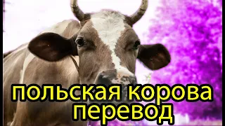 польская корова перевод на русский двойные субтитры польский по песням