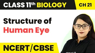 Structure of Human Eye - Neural Control And Coordination | Class 11 Biology NEET/CBSE