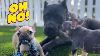 Tiny Frenchie puppy steals from giant Cane Corso 😳😱 you won’t believe what happens next!