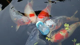 Koi Fish baby bottle feeding guide | Koi