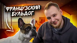 ФРАНЦУЗСКИЙ БУЛЬДОГ| все о породе| личный опыт владения породой