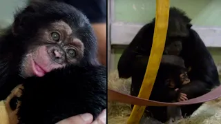 Baby Chimp Finds New Family After His Mom Rejects Him