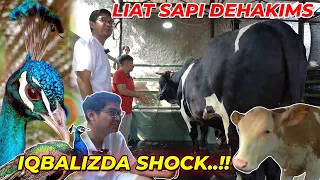 PERTAMA KALI LIAT SAPI MINI DAN CONDROSIMO,IQBALIZDA KAGET..!!