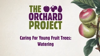 Caring for Young Fruit Trees - Watering