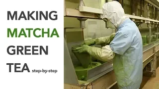 Making Matcha (step by step) - Spring Harvest