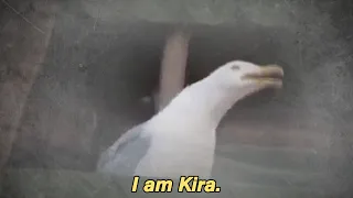 Kira the Laughing Seagull