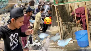 3 Baby Pigeon passnd Aiy Ek LaliYa 🥰. ||  Aj Market Ma pigeon Bhi Sale Kiya 😍 #TFMIXVLOG