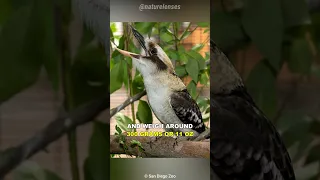 Kookaburra | The Laughing Bird