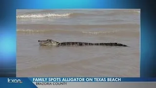 Family spots alligator on Texas beach