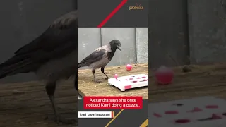 Wild crow visits woman daily to play games #bekind #animals#shorts