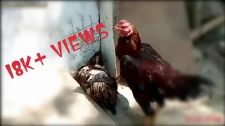 Amazing 3 Rooster And One Hen | Village Animals |