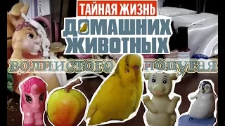 Тайная жизнь домашних животных - Волнистого попугая Чики! #Смешной попугай #Parrot