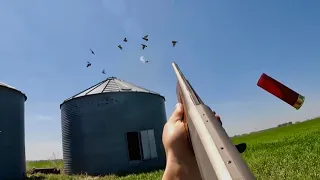 Jump Shooting Grain Bins FULL of Pigeons (Pigeon Hunting)