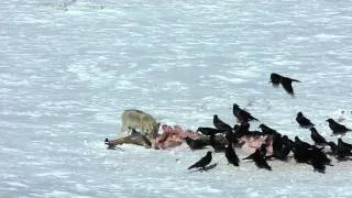 Coyote on Wolk killed Elk Carcass