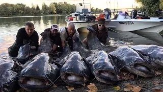 Amazing Day Fishing with 6 Big Catfish Over 2,00 mts- HD  by Catfish World