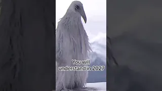 BIRD 2027 JEST DZIWNY