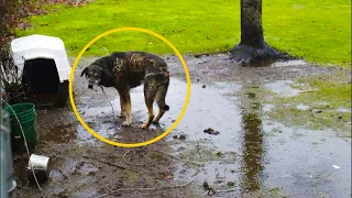 Dog Tied Up In The Woods Was In So Much Pain He Couldn’t Be Touched