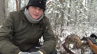 Охота на тетерева осенью с подхода 2021. Ружьё ТОЗ 66. Black grouse hunting. Охота по первому снегу