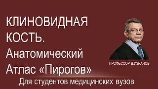 Клиновидная кость. Видео демонстрация на виртуальном анатомическом столе "Пирогов"