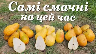 Груші для душі.Осінні смачні сорти для дому.