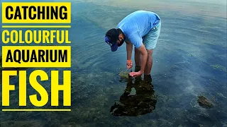 Catching Beautiful aquarium fish for aquarium 🐟 Collecting Indian aquarium fish 🤩