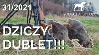 SUDECKA OSTOJA 31/2021. Dziczy dublet. Wildboars hunting in Poland. Polowanie na dziki.