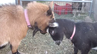 Nigerian Dwarf and Pygmy Goats 3/31/2018