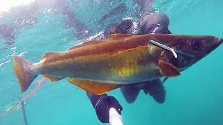 UK Spearfishing: Shore Diving for Big Pollock and Mullet! Catch and Cook