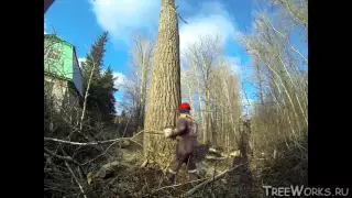 Валка больших деревьев, подборка. Big tree felling compilation (Russia)