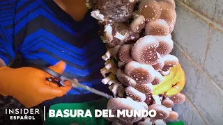 Empresas emergentes usan hongos para luchar contra los residuos | Basura del mundo