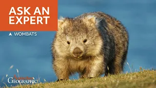 ASK AN EXPERT - Wombats