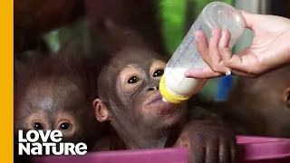 Feeding Time for Baby Orangutans at Nursery | Love Nature