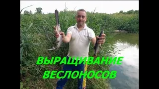 ВЫРАЩИВАНИЕ ВЕСЛОНОСОВ