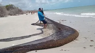 pesca de rede de arrasto praia de pontal itamaracá