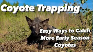 Coyote Trapping - How to Catch More Early Season Coyotes