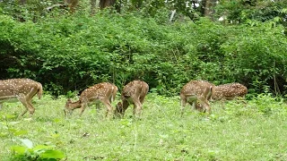 Places to visit in Madikeri, Coorg