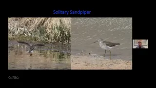 Colorado Shorebird ID with Eric Hynes - A CFO Skills Workshop