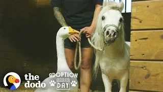 Rescued Goose, Mini Horse Are Inseparable — Watch Them Get Adopted Together | The Dodo Adoption Day