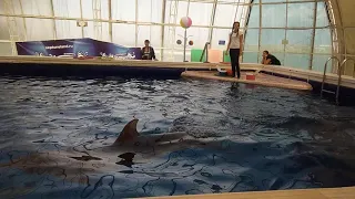 Дельфинарий Степная гавань 2019