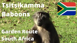 🇿🇦 BABOONS @ Tsitsikamma National Park (Storms River Garden Route Travel) Budget Travel SOUTH AFRICA