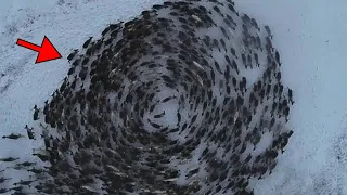 Pilot Spots Group Of Animals Running In Circles. Then He Discovers The Strange Reason Why