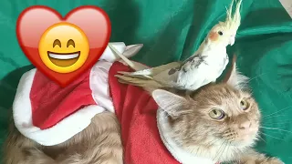 Смешной попугай раздражает кошку Funny Parrot Annoying cat cute Pets