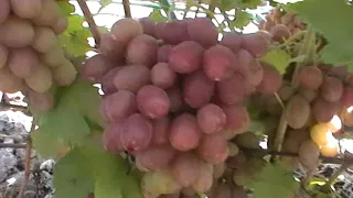 Сорт винограда "Подарок Ирине" - сезон 2019 # Grape sort "Podarok Irine"