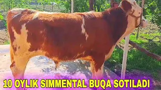 10 OYLIK TOZZA SIMMENTAL BUQA SOTILADI FARG'ONADA