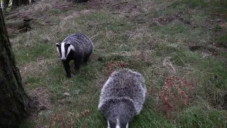Wild Scottish Badgers - fluff up threat