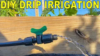 DIY Drip Irrigation Fed By Rain Barrels AND A Spigot [The BEST Guide]