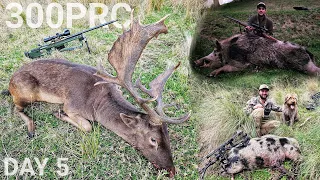 HUGE Free Range Fallow Buck 300PRC & HUGE Mountain Boar 45-70 - DAY 5